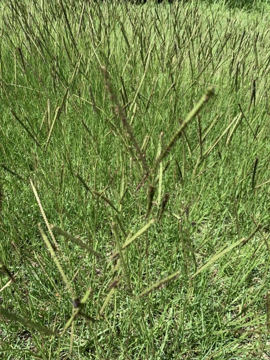 Paspalum notatum image