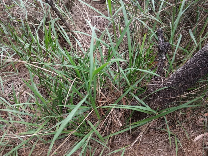 Paspalum pilosum image