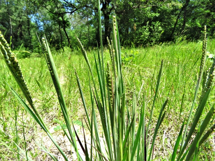 Paspalum plicatulum image