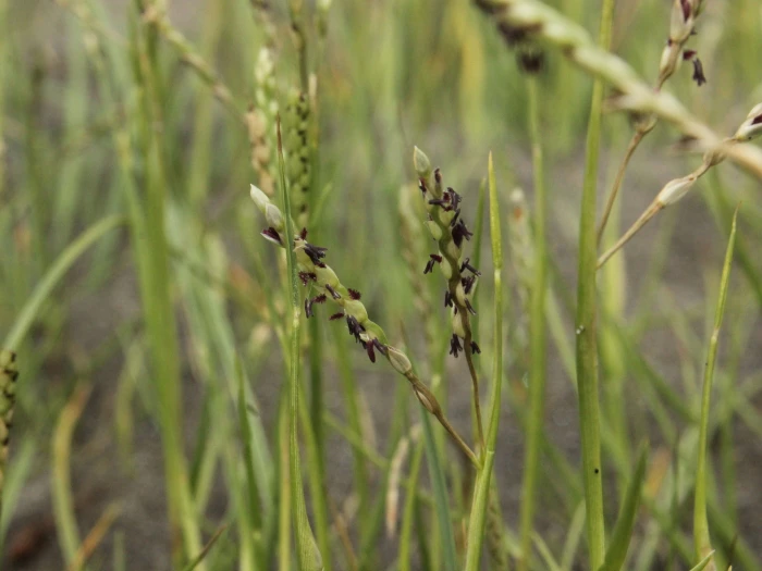 Paspalum vaginatum image