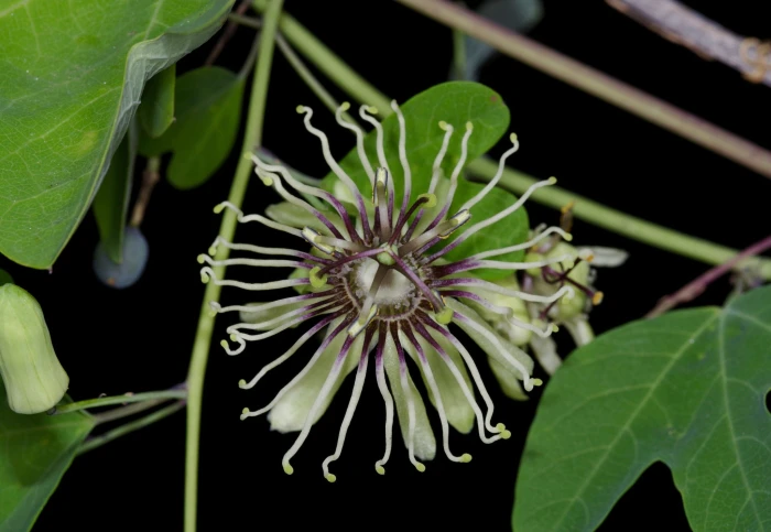 Passiflora affinis image