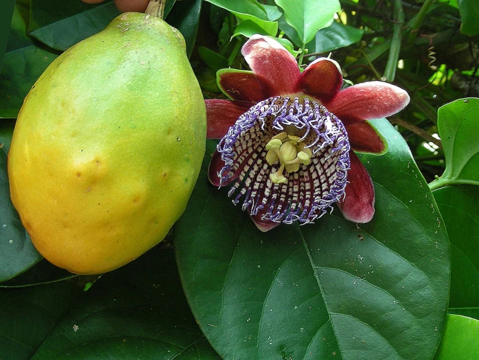 Passiflora alata image