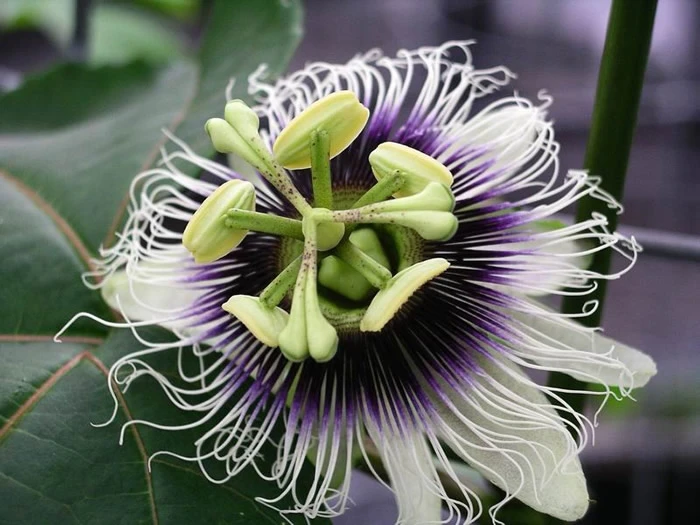 Passiflora edulis image