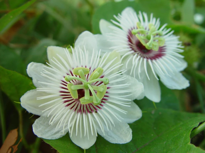 Passiflora foetida image