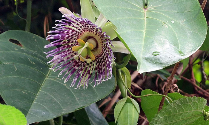 Passiflora ligularis image