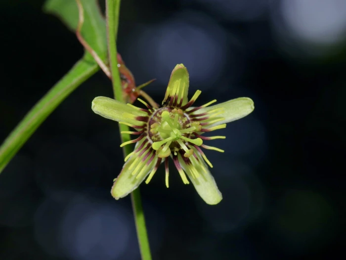 Passiflora tenuiloba image