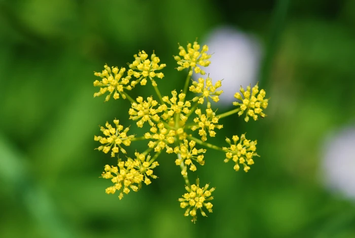 Pastinaca sativa image