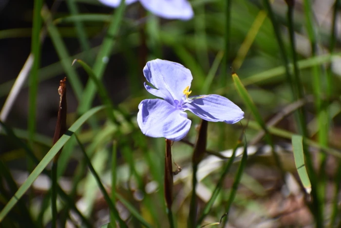 Patersonia glabrata image