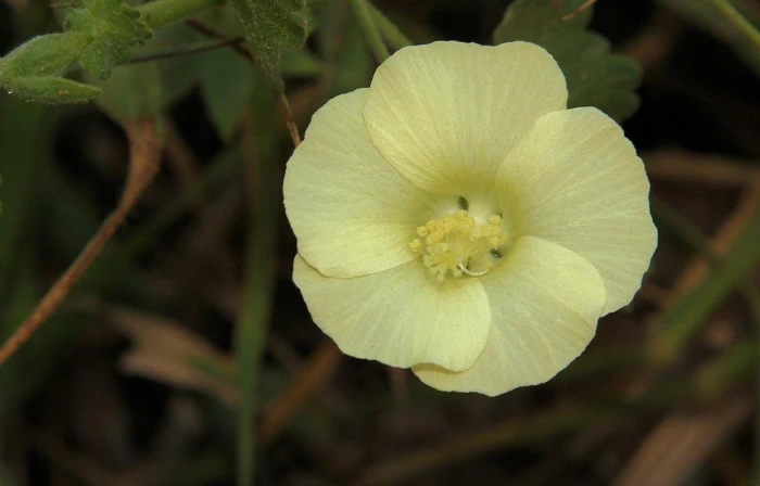 Pavonia burchellii image
