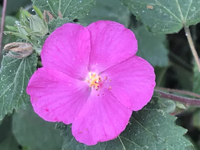 Pavonia lasiopetala image