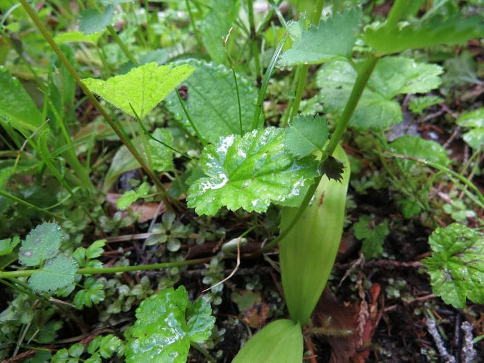 Pectiantia pentandra image
