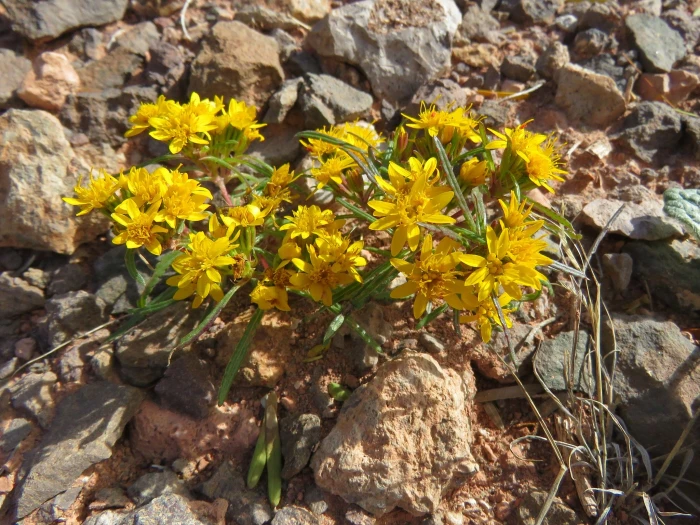 Pectis angustifolia image
