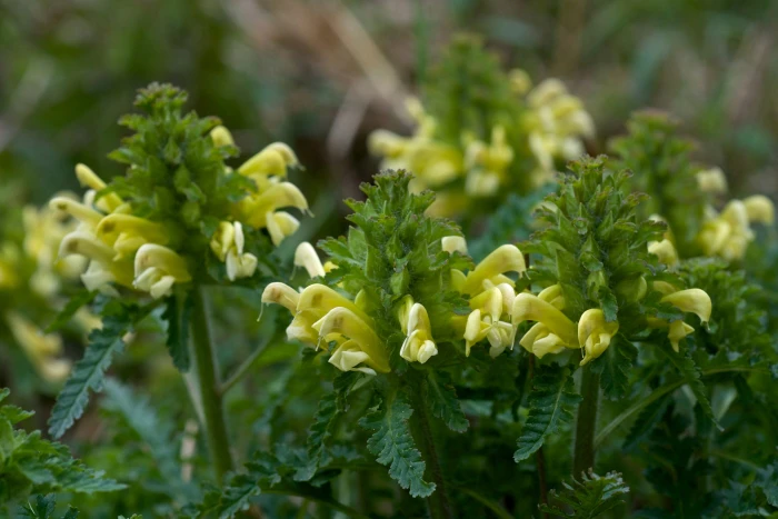 Pedicularis canadensis image