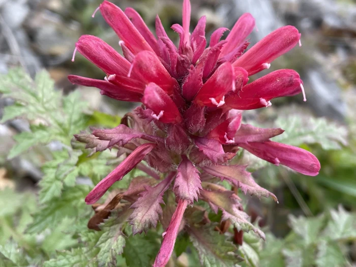 Pedicularis densiflora image