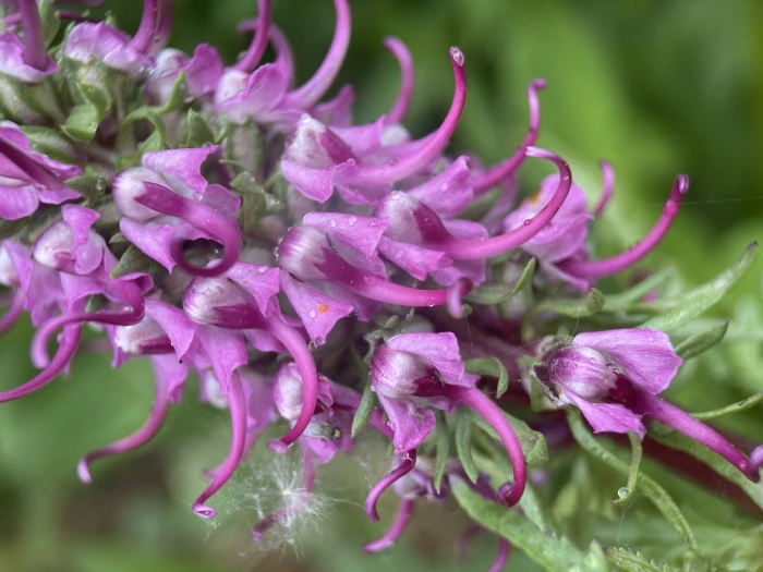 Pedicularis groenlandica image