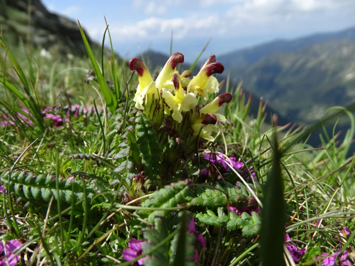 Pedicularis oederi image