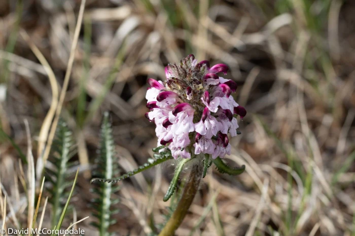 Pedicularis sudetica image