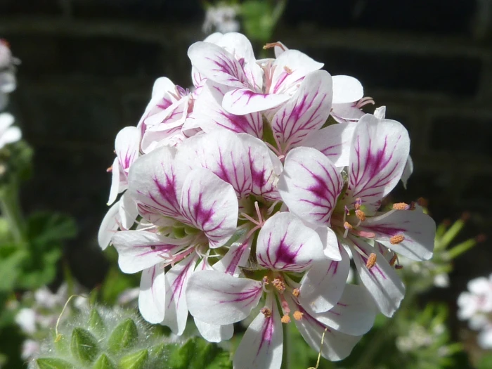 Pelargonium australe image