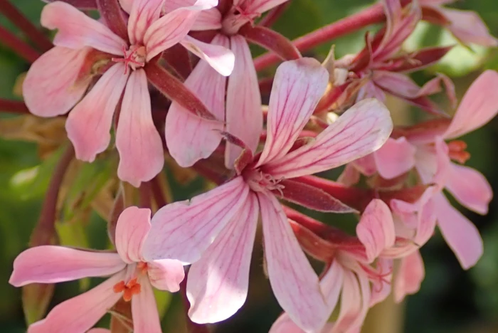 Pelargonium zonale image