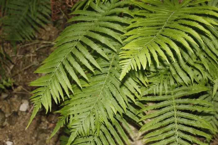 Pelazoneuron ovatum image