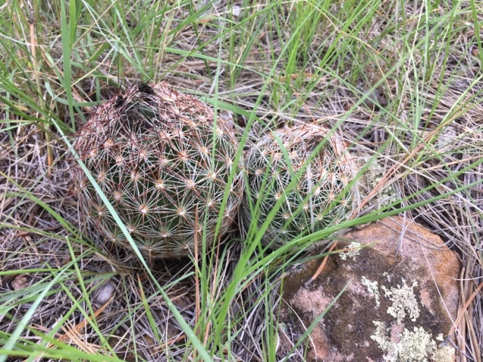 Pelecyphora vivipara image