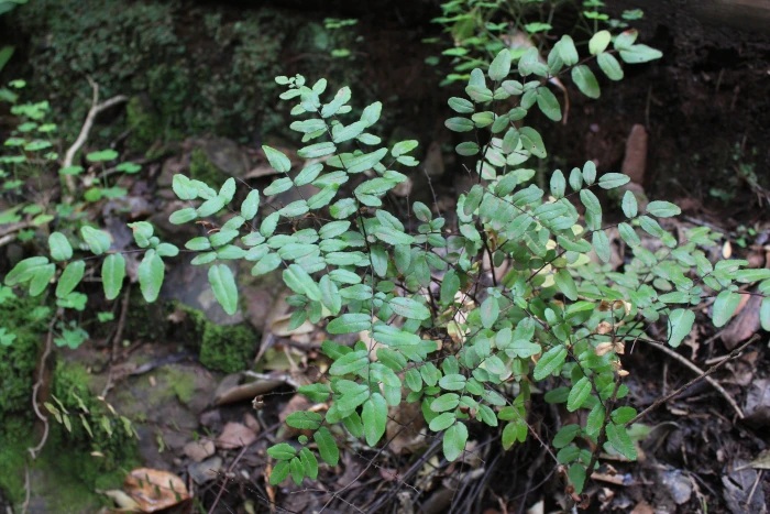 Pellaea calomelanos image