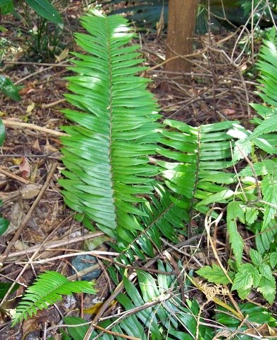 Pellaea falcata image