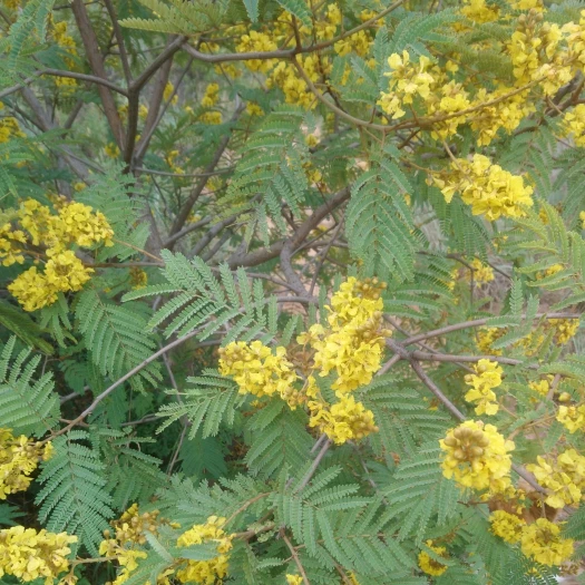 Peltophorum africanum image