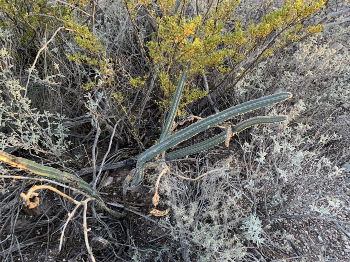 Peniocereus greggii var. transmontanus image