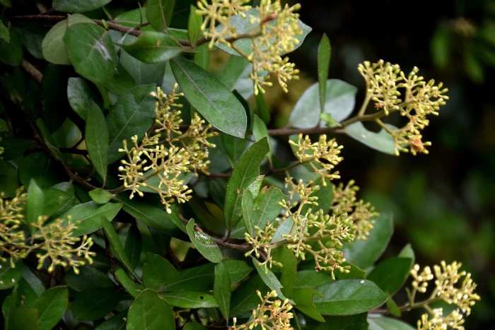 Pennantia corymbosa image