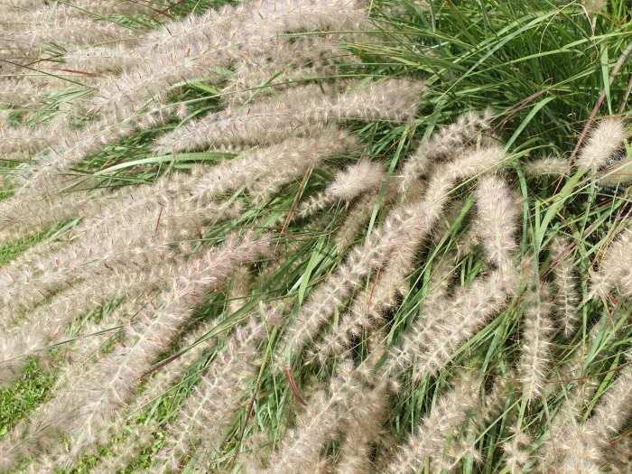 Pennisetum orientale image