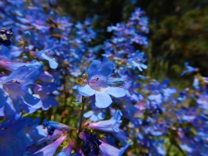Penstemon albertinus image