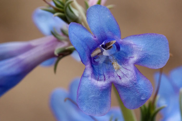 Penstemon angustifolius image