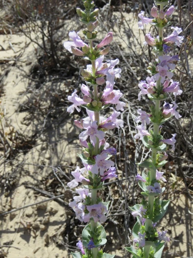 Penstemon buckleyi image