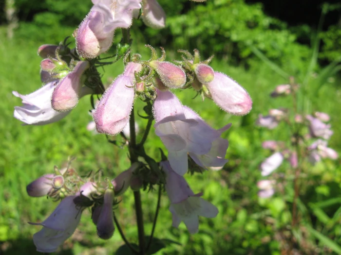 Penstemon calycosus image