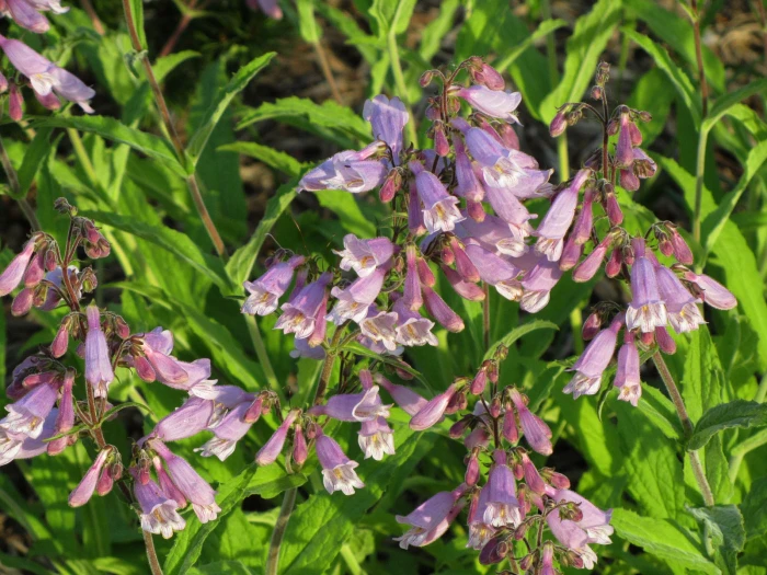 Penstemon canescens image