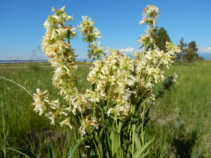 Penstemon confertus image