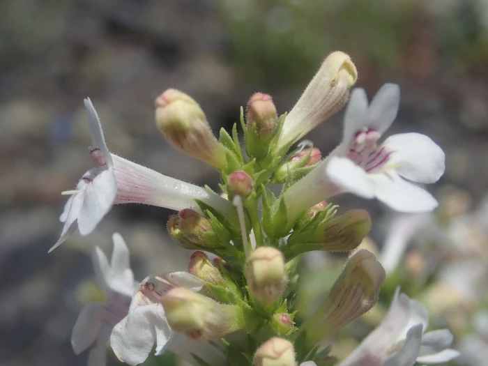 Penstemon deustus image