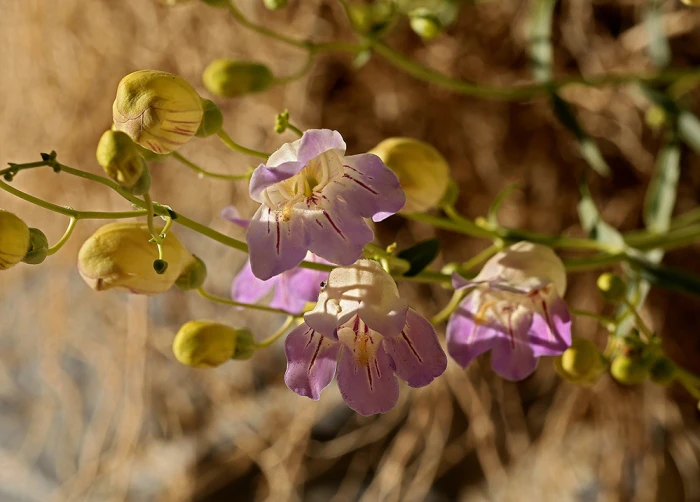 Penstemon fruticiformis image