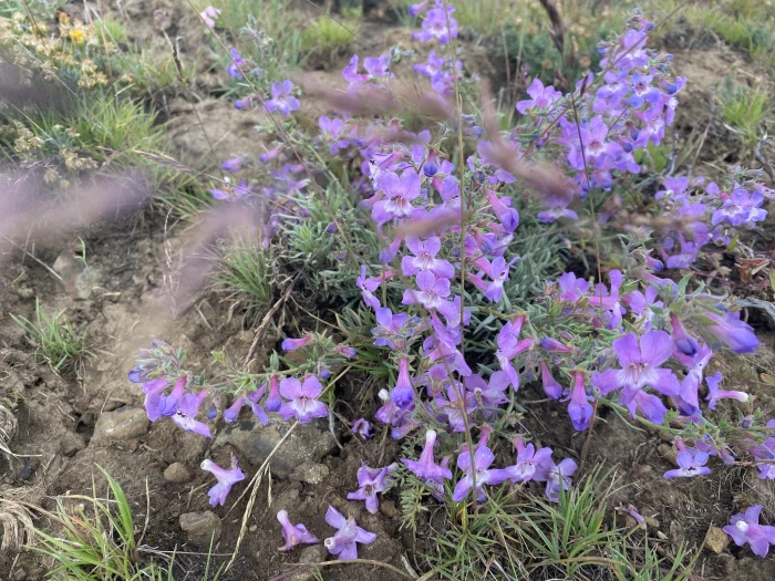 Penstemon gairdneri image