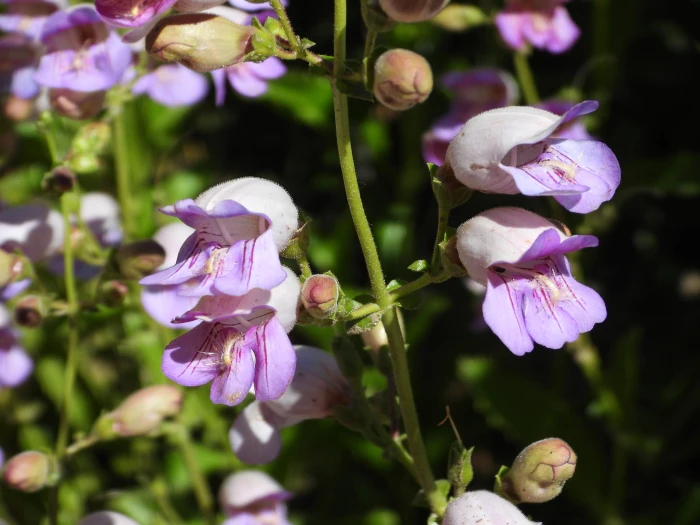 Penstemon grinnellii image