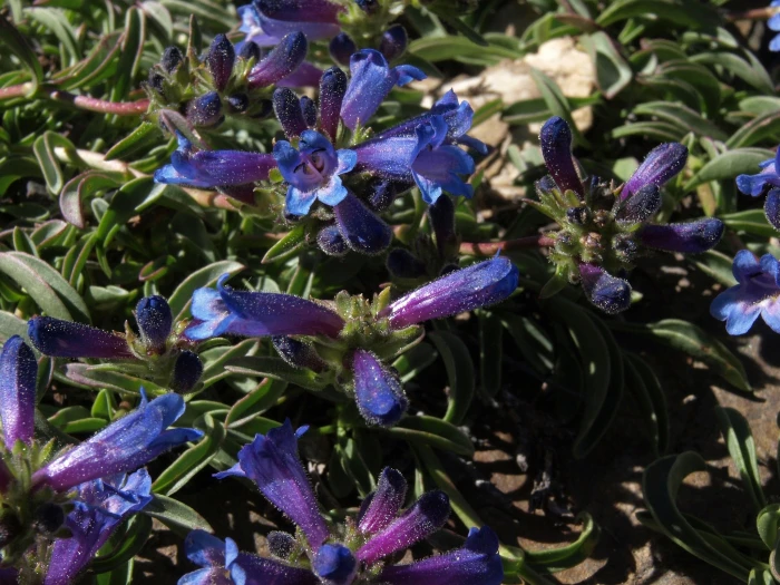 Penstemon heterodoxus image