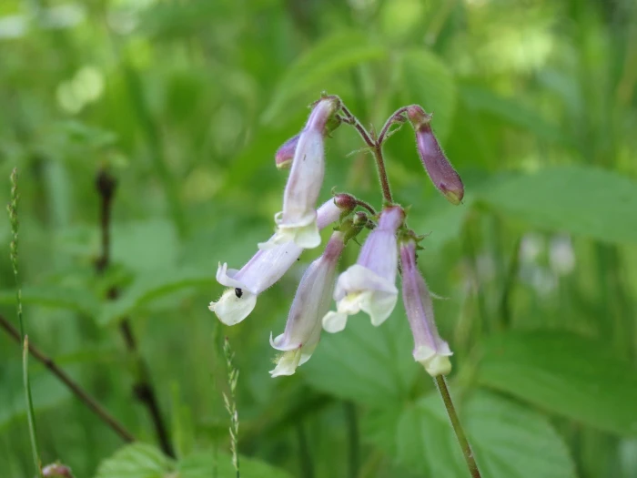 Penstemon hirsutus image
