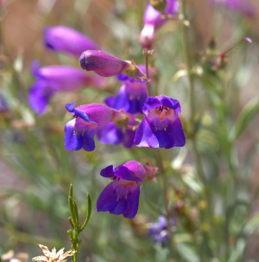Penstemon incertus image