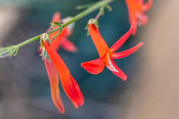 Penstemon labrosus image