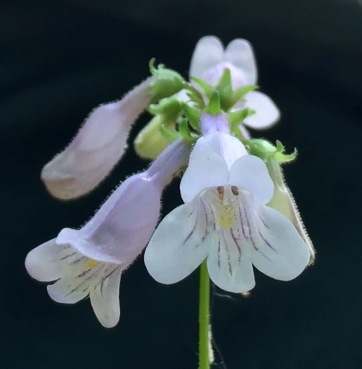 Penstemon laevigatus image