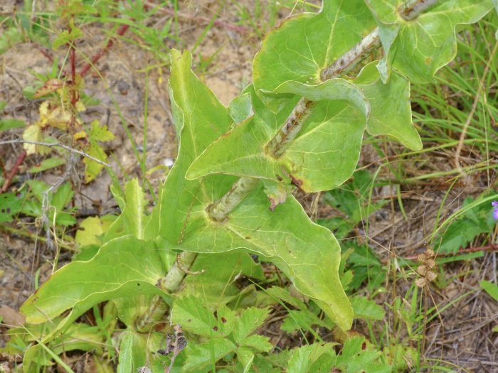Penstemon murrayanus image