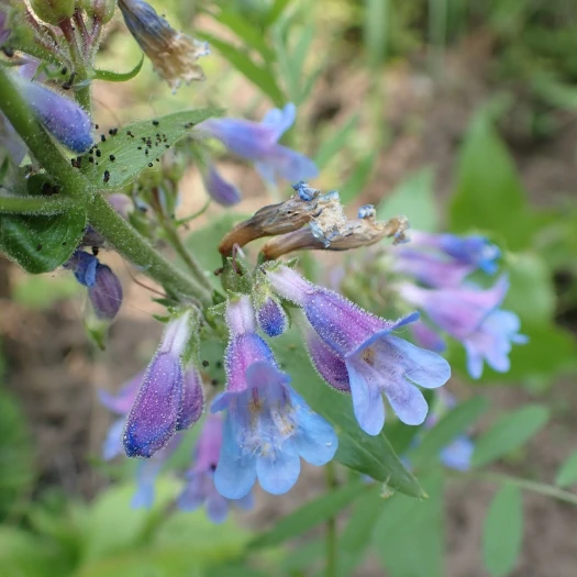 Penstemon ovatus image