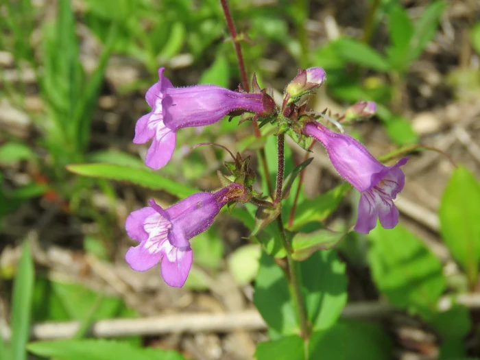 Penstemon tenuis image