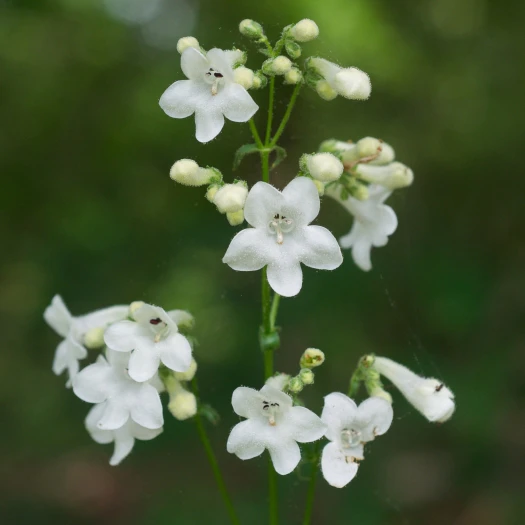 Penstemon tubaeflorus image